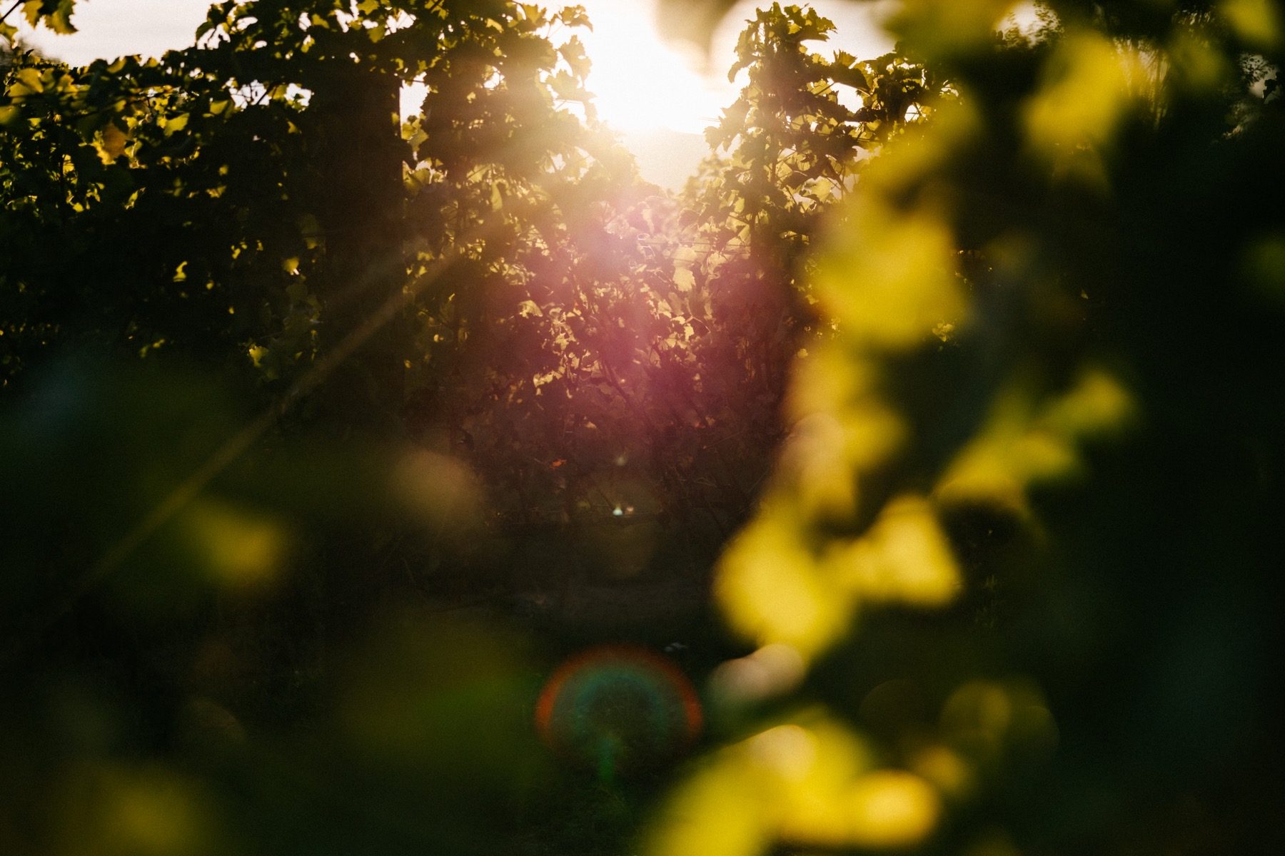 Marlborough vineyard at golden hour