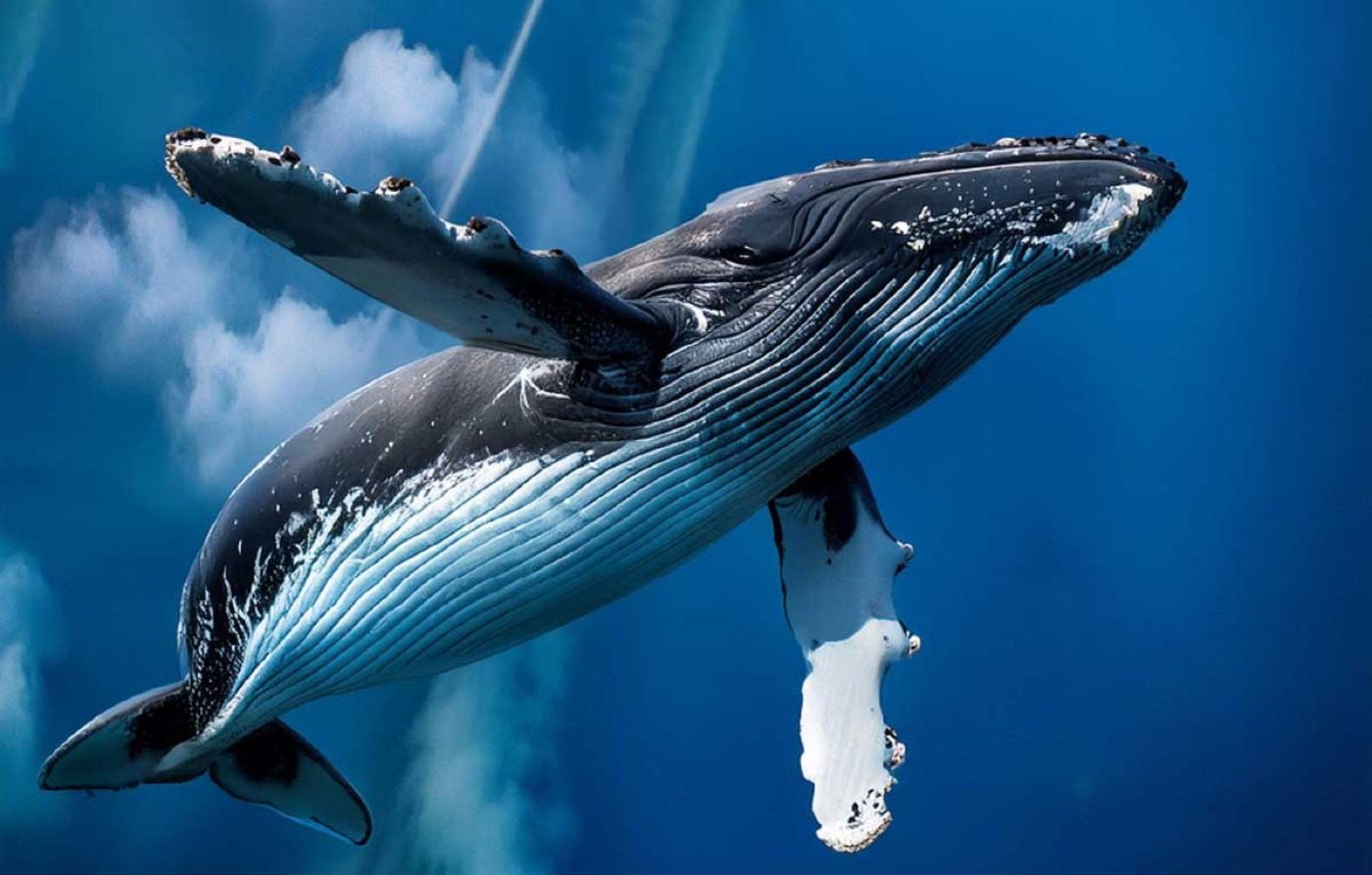 Humpback whale